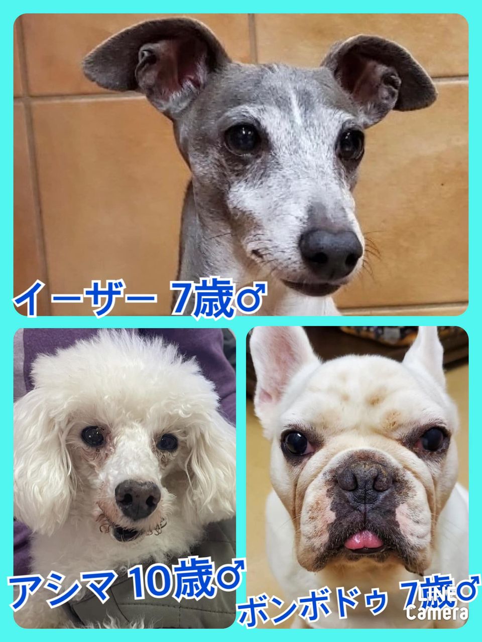 🐾今日の里親様募集中ワンコ🐶メンバーです🐾2021,11,30